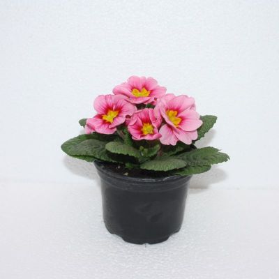 Jaglac - Primula acaulis