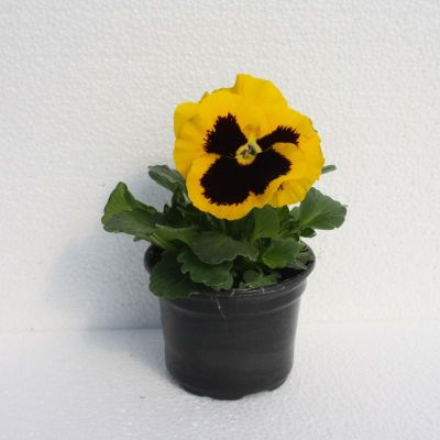 Maćuhica - Viola wittrockiana