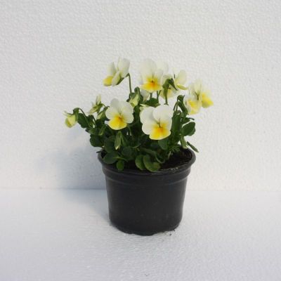 Maćuhica - Viola cornuta