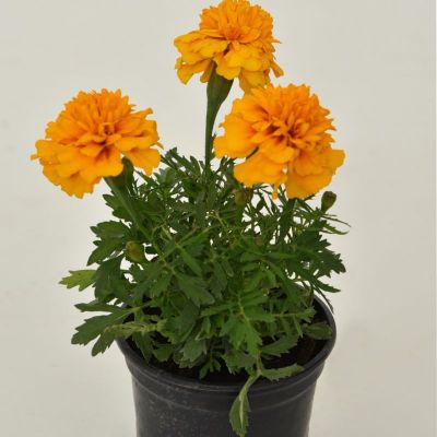 Tagetes sitnocvjetni - Tagetes patula