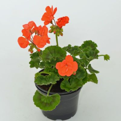 Pelargonija zonale - Pelargonium zonale