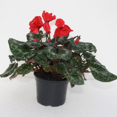 Ciklama - Cyclamen persicum 