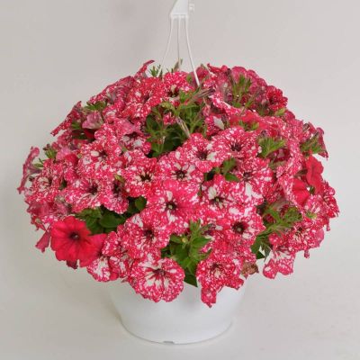 Viseća tegla mix biljaka