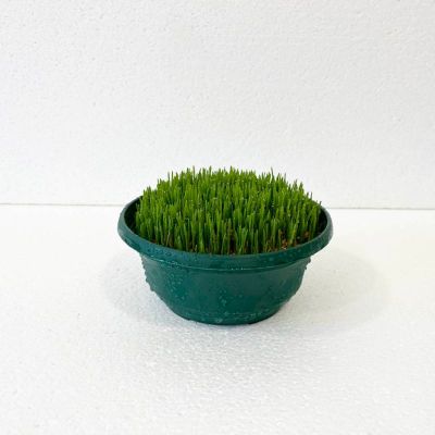 Božićna pšenica - Triticum spp.