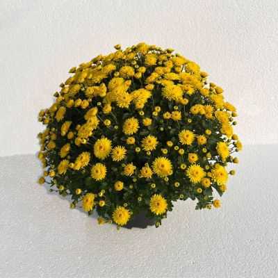 Multiflora - Chrysanthemum indicum T20