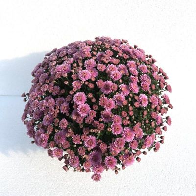 Multiflora - Chrysanthemum indicum T25