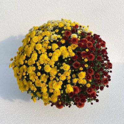 Multiflora trio mix - Chrysanthemum indicum T25